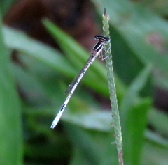Agriocnemis pieris