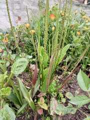 Plantago