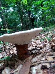 Fungi