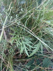 Clematis hirsutissima