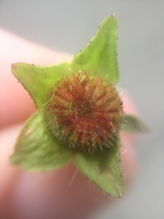 Synchytrium australe