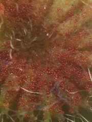 Synchytrium australe