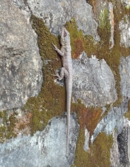 Tropidurus catalanensis