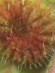 Synchytrium australe