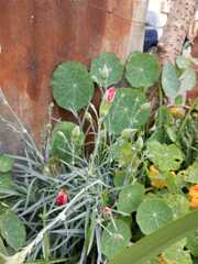Dianthus caryophyllus