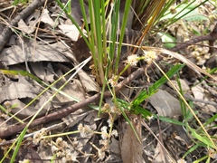 Alternanthera denticulata