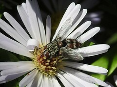 Tachininae