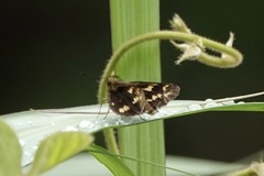 Taractrocerini