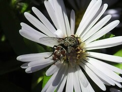 Tachininae