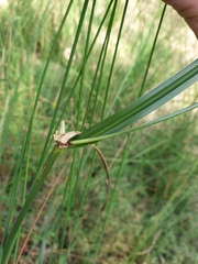 Cyperus exaltatus