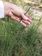 Cyperus exaltatus