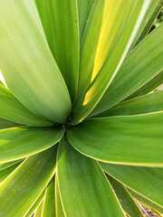 Agave