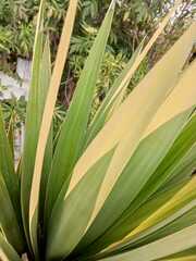 Agave