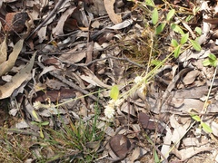 Gomphrena celosioides