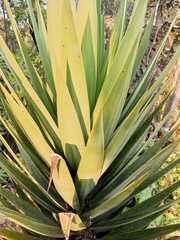 Agave