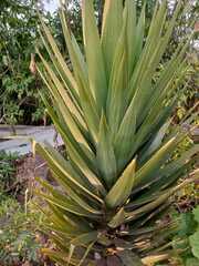 Agave