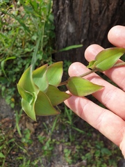 Callisia repens