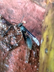 Polybia