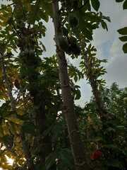 Vasconcellea pubescens