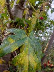 Vasconcellea pubescens