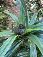Freycinetia