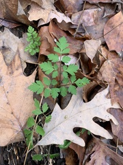Osmorhiza longistylis