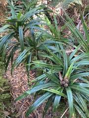 Freycinetia