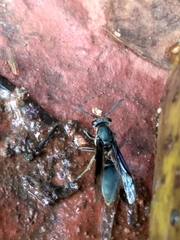 Polybia