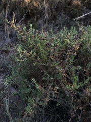 Frankenia salina