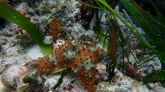 Oreaster reticulatus