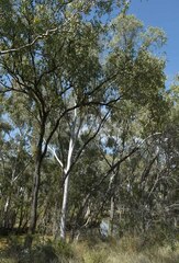 Eucalyptus coolabah × melanophloia