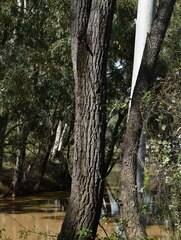 Eucalyptus coolabah × melanophloia