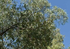 Eucalyptus coolabah × melanophloia