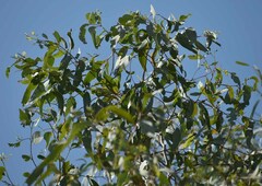 Eucalyptus coolabah × melanophloia