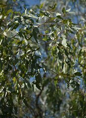 Eucalyptus coolabah × melanophloia