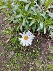 Leucanthemum