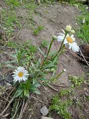 Leucanthemum