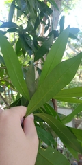 Myrsine seguinii