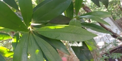 Myrsine seguinii