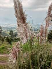 Cortaderia nitida