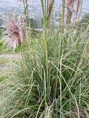 Cortaderia nitida
