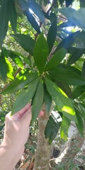 Myrsine seguinii