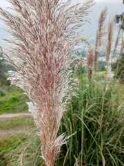 Cortaderia nitida