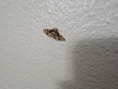 Omphisa anastomosalis
