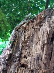 Tropidurus