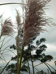 Cortaderia nitida
