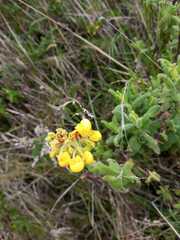 Calceolaria
