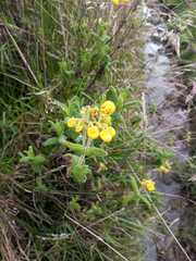 Calceolaria