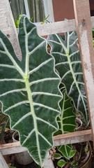 Alocasia amazonica