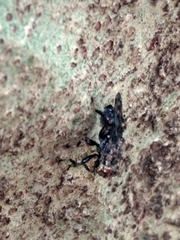 Ropalomeridae